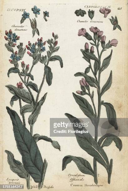 Common wall bugloss, Anchusa arvensis, and houndstongue, Cynoglossum officinale. Handcoloured botanical copperplate engraving by an unknown artist...