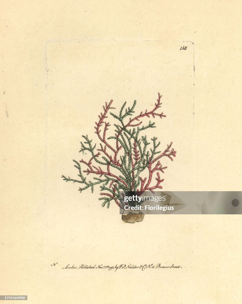 Coralline algae, Corallina officinalis