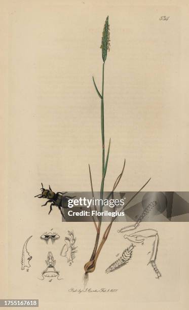 Emus hirtus, Humble-bee Staphylinus beetle, with bulbous foxtail-grass, Alopecurus bulbosus. Handcoloured copperplate drawn and engraved by John...