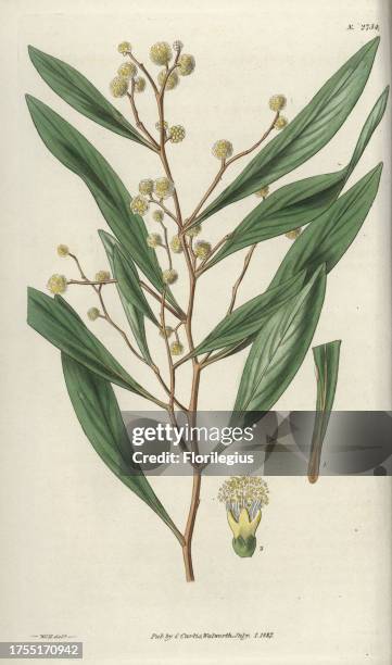 Acacia penninervis Feather-nerved acacia, or hickory wattle, with pale yellow flowers. Native to Australia. Illustration by WJ Hooker, engraved by...