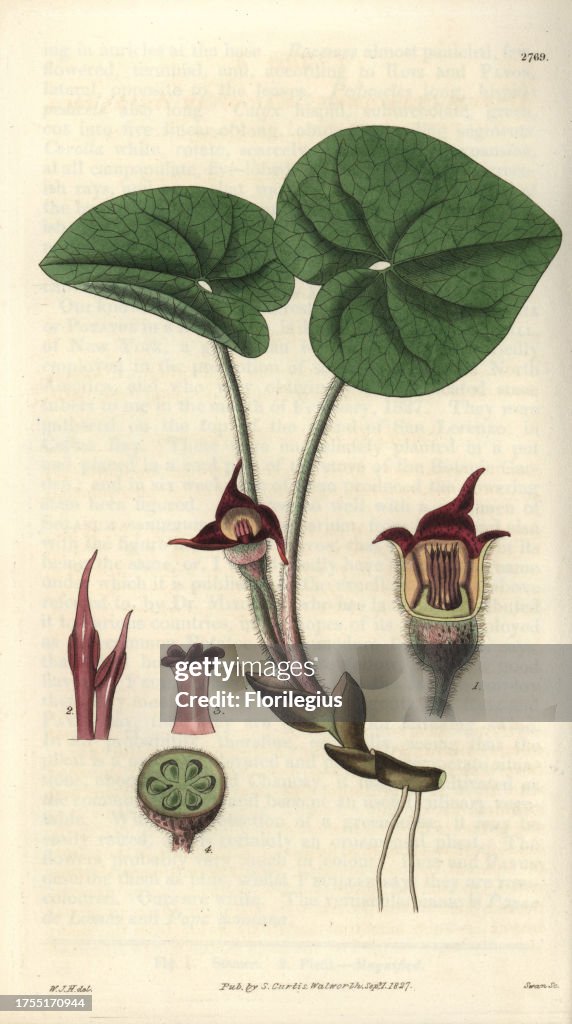 Asarum canadense Canadian asarabaca or wild ginger
