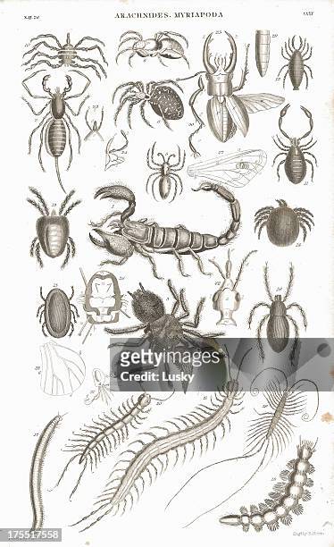 spiders lithografie-druck - centipede stock-grafiken, -clipart, -cartoons und -symbole