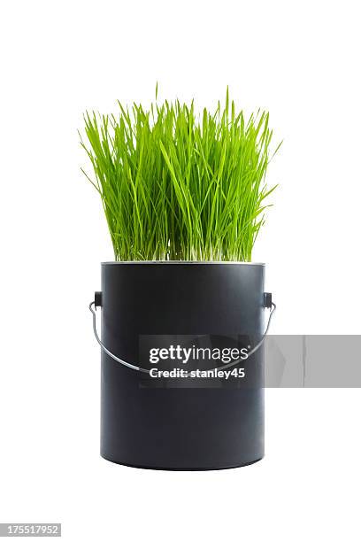 grass growing in a black plastic paint can - herb isolated stock pictures, royalty-free photos & images