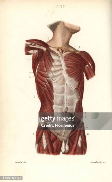 Muscles of the male torso. Handcolored steel engraving by Annedouche of a drawing by Leveille from Dr. Joseph Nicolas Masse's 'Petit Atlas complet...