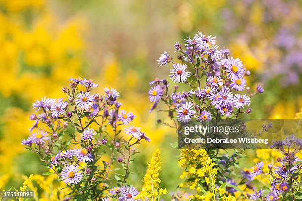 wild aster - aster stock pictures, royalty-free photos & images