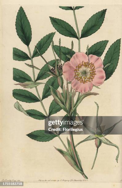 Rosa macrophylla with pink flower, buds and leaves. Handcoloured copperplate engraved by Watts from an illustration by John Lindley from his own...