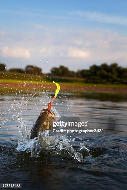 largemouth bass jumping - zonnebaarzen stockfoto's en -beelden