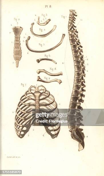 Atlas Ribs 377 Joseph Bone Stock Photos, High-Res Pictures, and Images - Getty Images