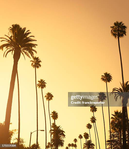 palm tree at sunset on beverly hills, california - usa - beverly hills californië stockfoto's en -beelden