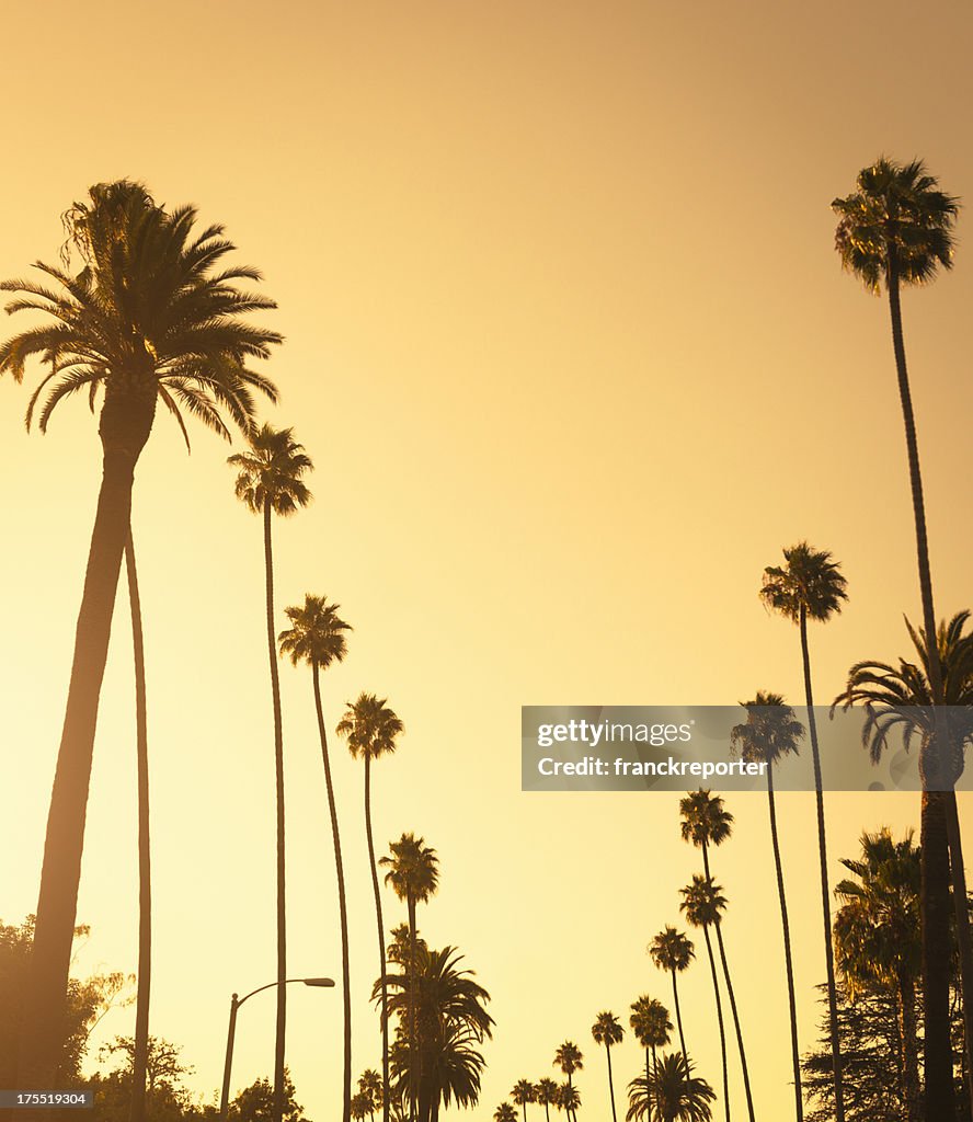 Palm tree at sunset on Beverly Hills, California - USA