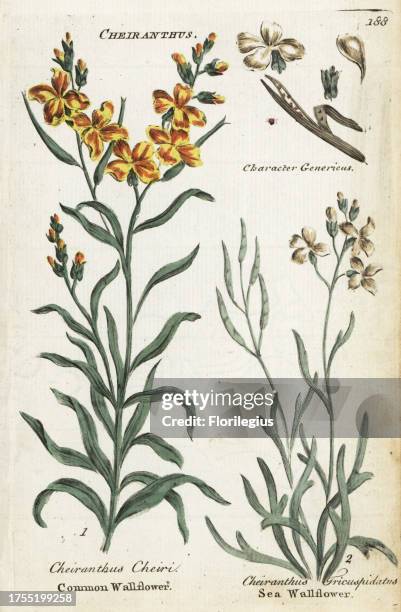 Common wallflower, Erysimum cheiri, and sea stock, Matthiola sinuata. Handcoloured botanical copperplate engraving by an unknown artist from...