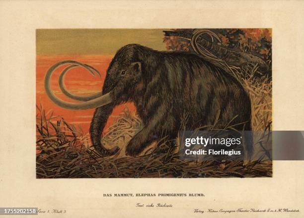 Woolly or tundra mammoth, Mammuthus primigenius. Colour printed illustration by F. John from 'Tiere der Urwelt' Animals of the Prehistoric World...