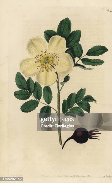 Yellow American rose, Rosa lutescens, with rosehip. Handcoloured copperplate engraved by Watts from an illustration by John Lindley from his own...