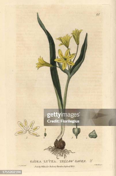 Yellow gagea, Star of Bethlehem, Gagea lutea. Handcoloured copperplate engraving from a drawing by Isaac Russell from William Baxter's 'British...