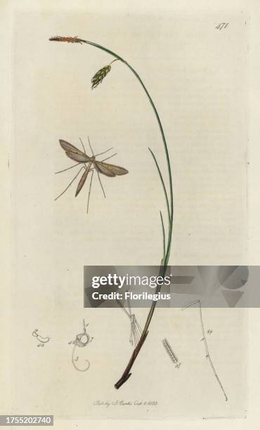 Adactylus bennetii, Agdistis staticis, Sea-side Plume moth and green-and-gold carex, Carex limosa grass. Handcoloured copperplate drawn and engraved...