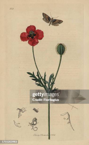 Asopia pictalis, Pyralis pictalis, Poplar Pyralis moth, with round rough-headed poppy, Papaver hybridum. Entomology, being Illustrations and...