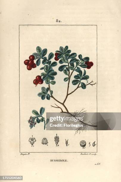 Bearberry or bearsberry, Arctostaphylos uva-ursi. Handcoloured stipple copperplate engraving by Lambert Junior from a drawing by Pierre Jean-Francois...