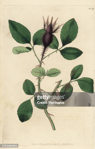 Cherokee rose, Rosa hystrix, Rosa laevigata, with spiny bud. Handcoloured copperplate engraved by Watts from an illustration by John Lindley from his...