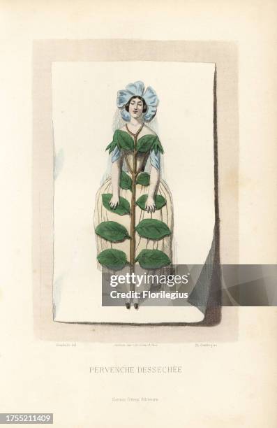 Dried periwinkle flower fairy, Vinca major, in bonnet of petals and dress of leaves, flattened onto a sheet of paper. Handcoloured steel engraving by...