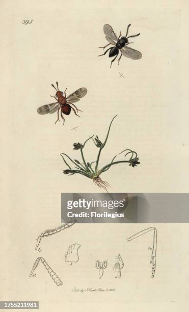 Encyrtis vitis, Encyrtus swederi, Vine Encyrtus, and brown galingale, Cyperus fuscus. Handcoloured copperplate drawn and engraved by John Curtis for...