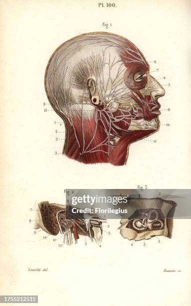 Facial and auditory nerves. Handcolored steel engraving by Davesne of a drawing by Leveille from Dr. Joseph Nicolas Masse's 'Petit Atlas complet...