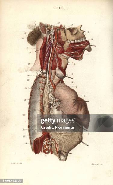 Glossopharyngeal nerve. Handcolored steel engraving by Davesne of a drawing by Leveille from Dr. Joseph Nicolas Masse's 'Petit Atlas complet...