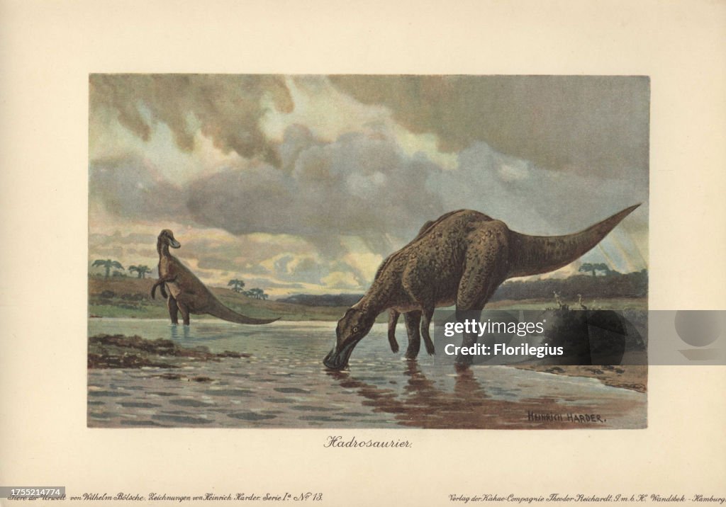 Hadrosaur