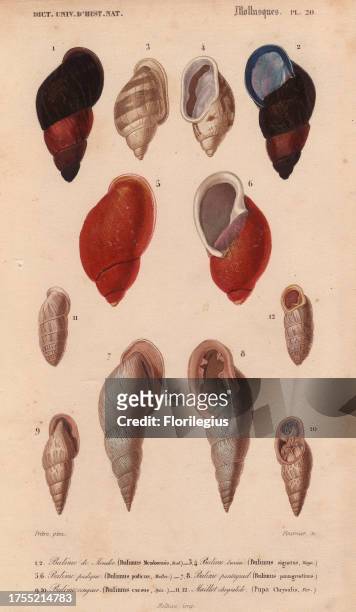 Colorful crimson and black, pink and ivory Bulimus shells. Bulime de Mendor : Bulimus mendorensis Bulime burine : Bulimus signatus Bulime pudique :...