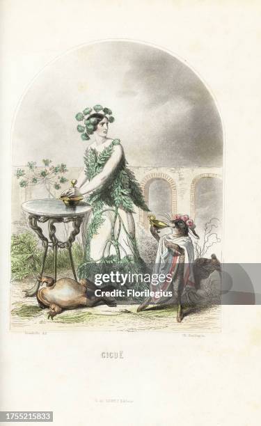 Hemlock flower fairy, Conium maculatum, in a dress of leaves, grinding hemlock in a pestle and mortar, while a rabbit in toga drinks poison next to a...