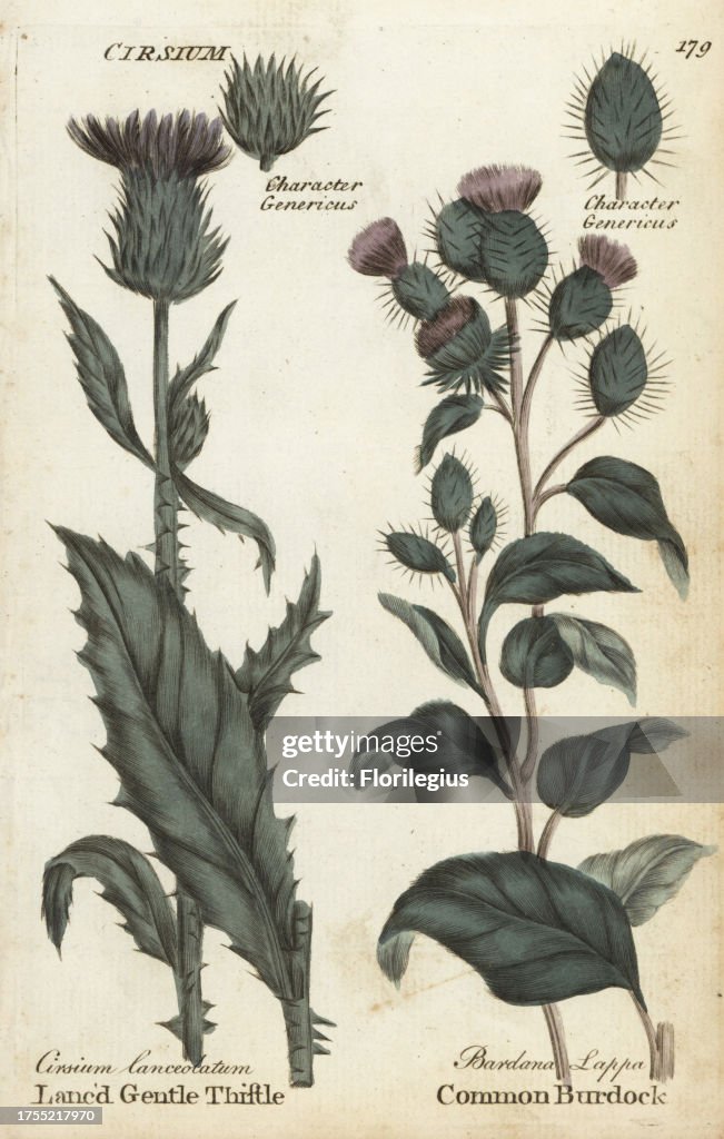 Thistle and burdock from 'Culpeper's English Family Physician,' London, 1792
