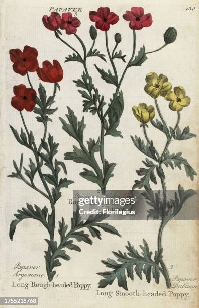 Long rough-headed poppy, Papaver argemone, round rough-headed poppy, Papaver hybridum, and long smooth-headed poppy, Papaver dubium. Handcoloured...