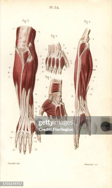 Hand Muscles Colored 386 Anatomy Of The Hand Tendons Stock Photos, High-Res Pictures, and ...
