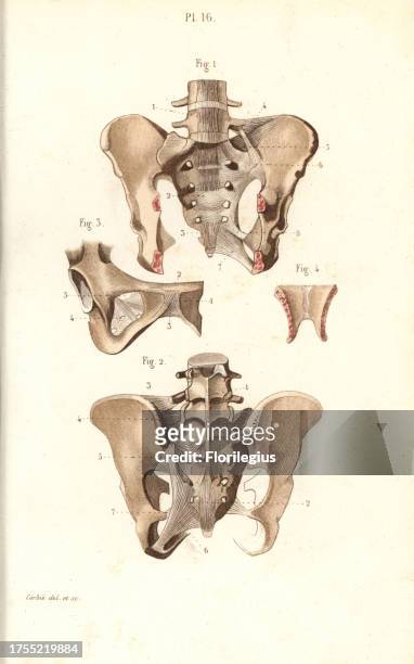 Pelvis front and back. Handcolored steel engraving by Demesne Corbie of a drawing by Laveille Corbie from Dr. Joseph Nicolas Masse's 'Petit Atlas...