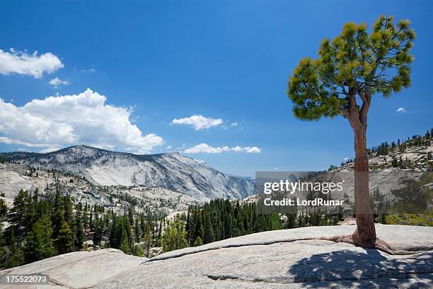 olmsted point - pinus jeffreyi stock pictures, royalty-free photos & images