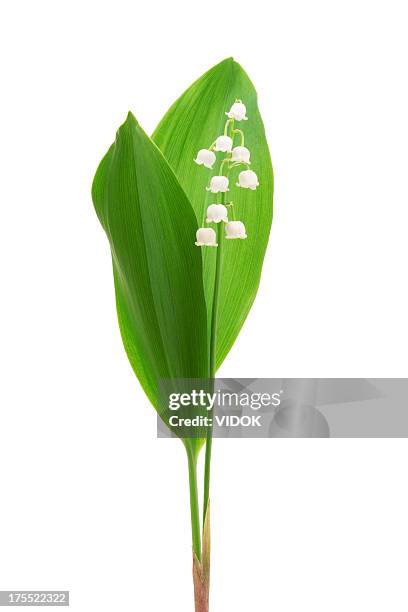 lily of the valley - liljekonvalj bildbanksfoton och bilder