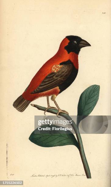 Red bishop bird, Euplectes orix. Illustration signed SN . Handcolored copperplate engraving from George Shaw and Frederick Nodder's 'The Naturalist's...