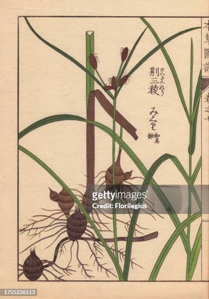 Rhizome and root of the alkali bulrush, Scirpus maritimus L Colour-printed woodblock engraving by Kan'en Iwasaki from 'Honzo Zufu,' an Illustrated...