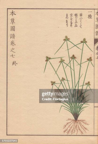 Roots, grass and flowers of halfchaff sedge, Lipocarpha microcephala Kunth. Colour-printed woodblock engraving by Kan'en Iwasaki from 'Honzo Zufu,'...