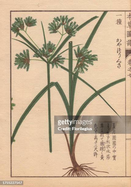 Roots, reeds and flowers of nutgrass galingale, Cyperus amuricus Max. Colour-printed woodblock engraving by Kan'en Iwasaki from 'Honzo Zufu,' an...