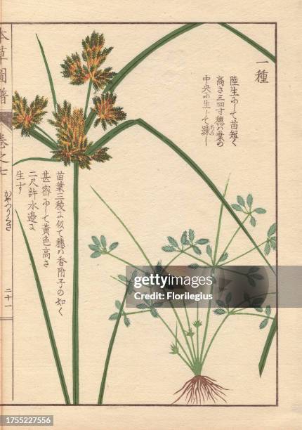 Roots, reeds and flowers of poorland flatsedge, Cyperus compressus L. Colour-printed woodblock engraving by Kan'en Iwasaki from 'Honzo Zufu,' an...