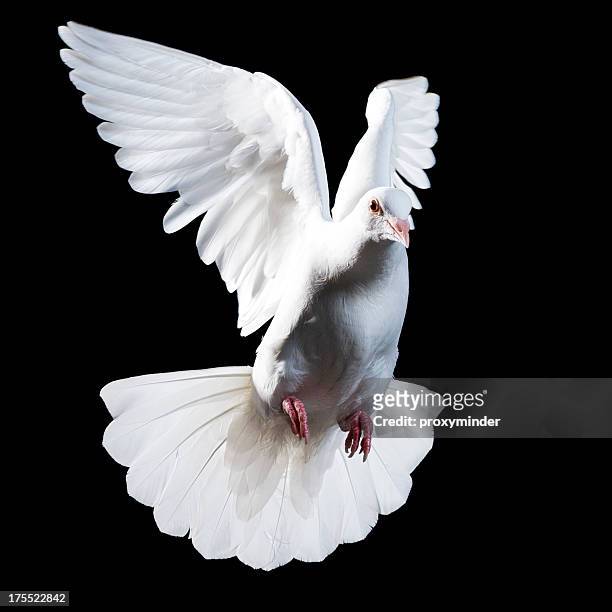 white pigeon isolated on black - christianity black background stock pictures, royalty-free photos & images