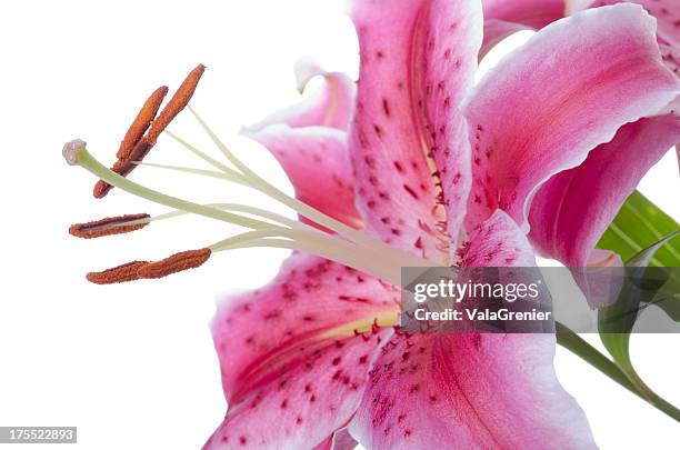 seitenansicht des lilium stargazer mit pistils. - stargazer lily stock-fotos und bilder