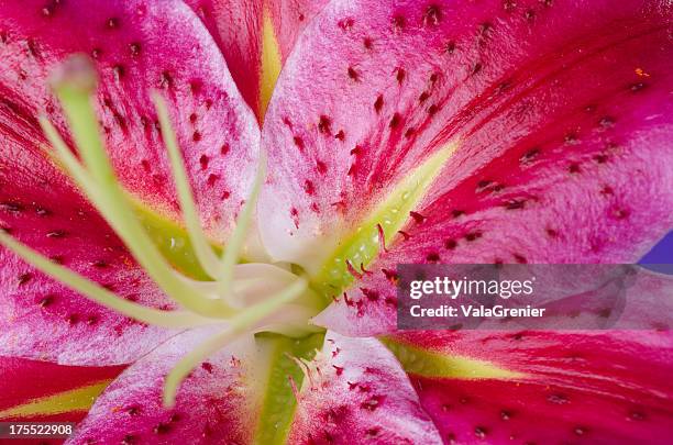 overhead macro shot of stargazer lily. - fuchsia flower stock pictures, royalty-free photos & images
