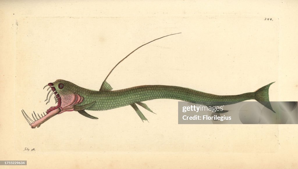 Sloane's viperfish from Shaw and Nodder's 'Naturalist's Miscellany,' 1798