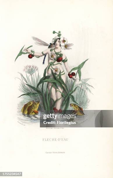 Arrowhead flower fairy, Sagittaria sagittifolia, personified as a naked woman with flowers in her hair, leaves and stalks preserving her modesty,...