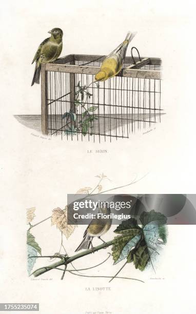 Atlantic canary, Serinus canaria, perched on a cage and common linnet, Carduelis cannabina, on a grape vine. Handcoloured engraving on steel by...