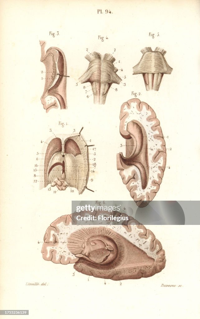 Brain, pons, medulla oblongata, pineal gland
