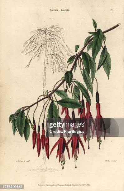 Crimson and purple flowered Fuchsia gracilis. Hand-colored illustration by E.D. Smith engraved by Watts from Charles McIntosh's 'Flora and Pomona'...