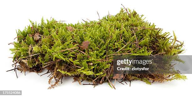 moss - moss stock-fotos und bilder