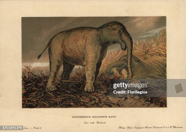 Deinotherium giganteum, large prehistoric relative of the elephant that appeared in the Middle Miocene and continued until the Early Pleistocene....